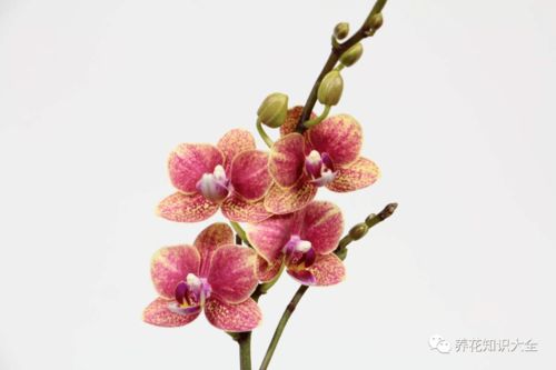 文心兰太难养了 文心兰适合在室内养吗