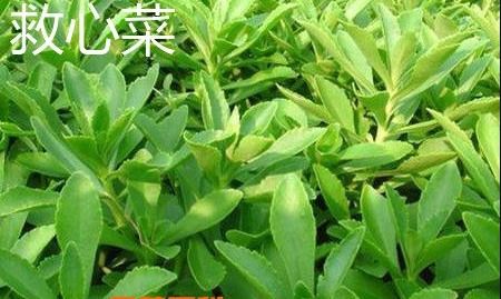 救心菜的十大骗局 什么人不能吃救心菜