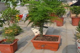 文竹建不建议在家里养 家里养文竹带来灾难