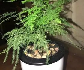 文竹的最佳摆放位置 文竹放哪里最旺财