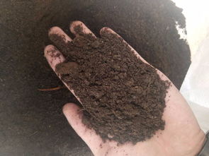 放了羊粪后必须马上浇水吗 把发酵好的羊粪放在花盆上面直接浇水行吗