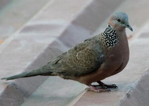 斑鸠叶的副作用与禁忌 斑鸠叶树又叫什么树