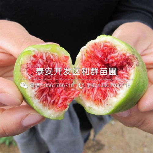 斯特拉还是芭劳奈无花果 无花果芭劳奈适合盆栽吗