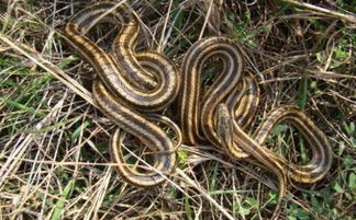 放生了一条蛇会报恩吗 一个女人生了一肚子蛇