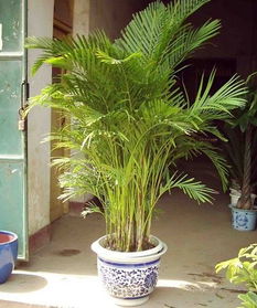 散尾葵的寓意与风水 散尾葵摆放最佳位置