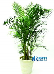 散尾葵的风水禁忌 入户一进门看到散尾葵