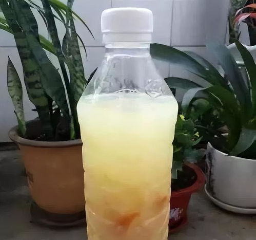 放置2天淘米水直接浇花 淘米水发酵越久越好吗