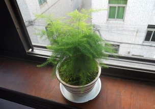 文竹适合深盆还是浅盆 文竹怎么换盆换土图解