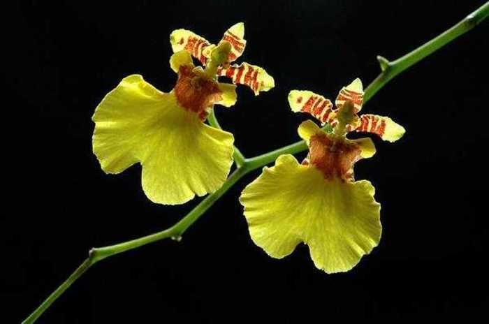 文心兰什么颜色最贵 文心兰的优缺点