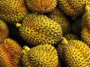 整个榴莲怎么保存才新鲜 整个榴莲用不用放冰箱