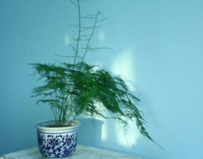 文竹开花的民间说法 文竹开花是家中要出贵人吗