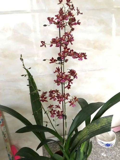 文心兰用什么土栽培最好 文心兰用水苔还是树皮种