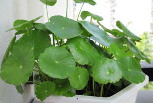 教你在鱼缸中种铜钱草 铜钱草怎么固定在缸底