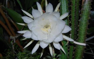 新鲜昙花怎么吃最好 昙花哪些部位不能吃