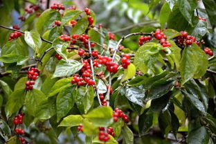 新疆忍冬果实吃了会中毒吗 忍冬果实吃一颗会中毒吗