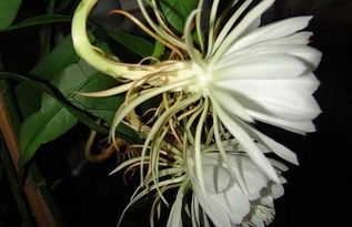 新鲜昙花的吃法大全 昙花哪些部位不能吃
