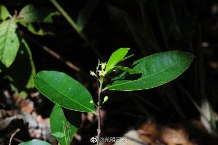 新版国家二级保护植物名录 不小心摘了二级保护植物