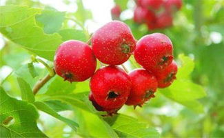 新鲜山楂是几月份上市 山楂护肝还是伤肝