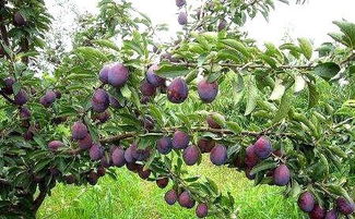 新疆西梅什么季节成熟 新疆水果成熟月份表