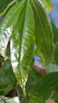 新长出来的叶子皱巴巴 植物叶子凹凸不平褶皱