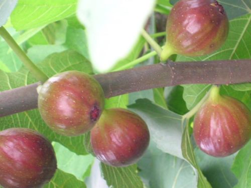 无花果叶子的汁液能治哪些皮肤病 无花果的白色浆的用途