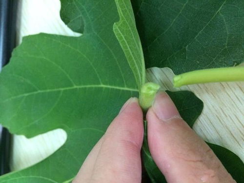 无花果叶汁治瘊子过程 无花果白色汁去疣的原因