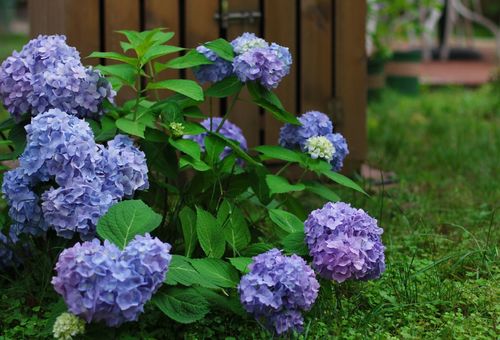 无尽夏绣球花 无尽夏为什么叫死人花