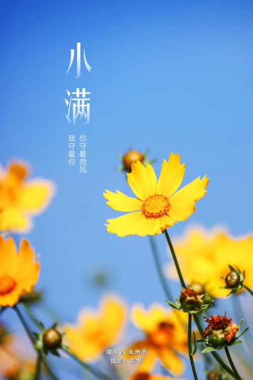 无尽夏的花语文案 花开无尽夏,月上有期秋