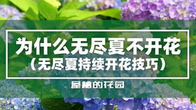 无尽夏花语为什么是背叛 花开无尽夏,下一句是什么
