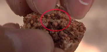 无花果虫卵吃下去的危害 无花果干怎样判断有虫