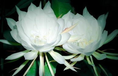 昙花开几朵有什么讲究吗 昙花在风水里表示什么