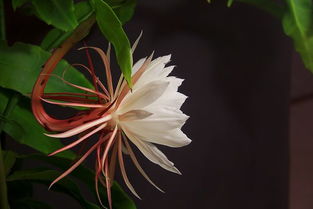 昙花一现指的是哪种花 昙花的花长在叶子