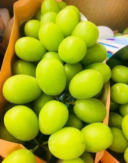 日本葡萄最贵的叫什么 日本高端葡萄品种