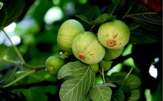 无花果在圣经中的寓意 圣经关于无花果的记载