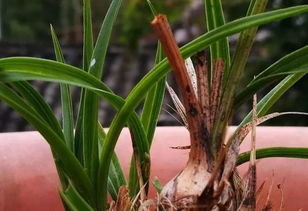 旧植料煮了可以种兰花吗 兰花茎腐后植料还可以使用吗