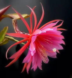 昙花一现的读音 昙花一现寓意和象征