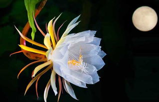 昙花一现只为韦陀完整的诗句 昙花韦陀四句诗歌