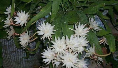 昙花只长杆不长叶怎么办 昙花长一个大杆是咋回事