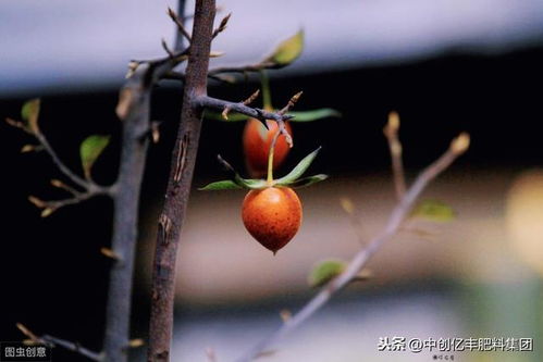 日本老鸦柿十大品种 老鸦柿哪个品种最红