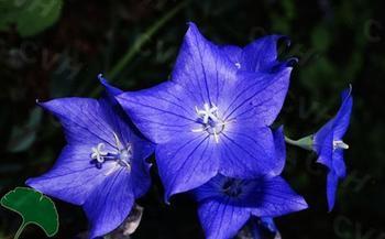 时钟花的花语 时钟花的花语和传说