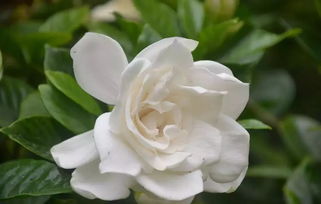 日本栀子花品种排名 栀子花哪种最香最名贵