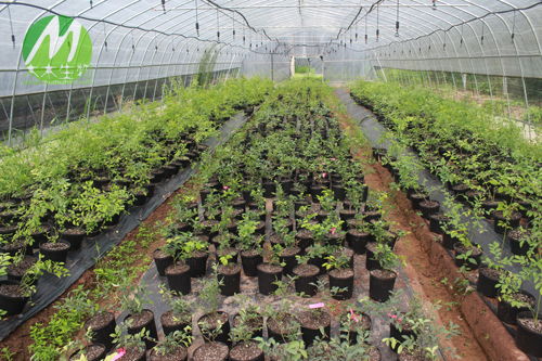 旱稻真的不需要水吗 旱稻多久浇一次水