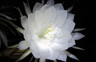 昙花如何食用方法 昙花什么时候摘下食用