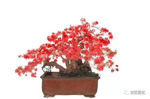 映山红8月份可以修剪吗 八月份种映山红桩能活吗