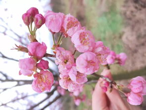 春天有些什么花开放 春天最具代表性的花