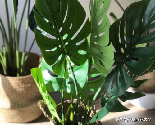 春羽和龟背竹哪个毒性大些 龟背竹的作用更加全面