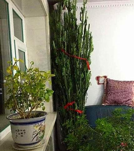 晚上植物是否和人抢氧气 卧室植物过多会缺氧吗