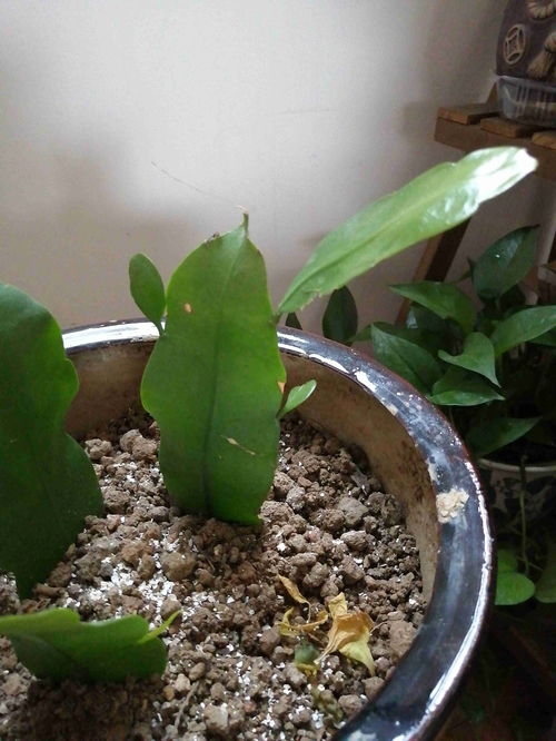 昙花长杆子2米怎么办 昙花长了一根棍子一样的