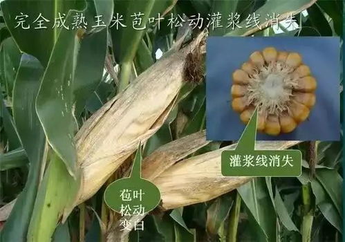 晚玉米最晚什么时间种 8月中旬种玉米晚不晚