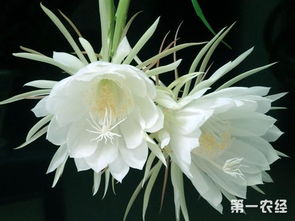 昙花怎么修剪才利于开花 昙花的修剪方法图解